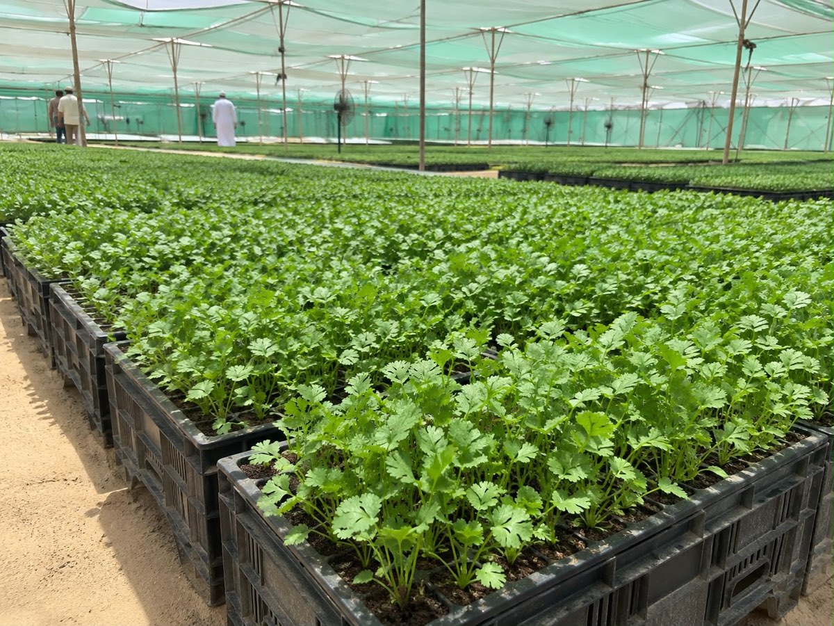 Coriander growing under shade net at the Oman farm