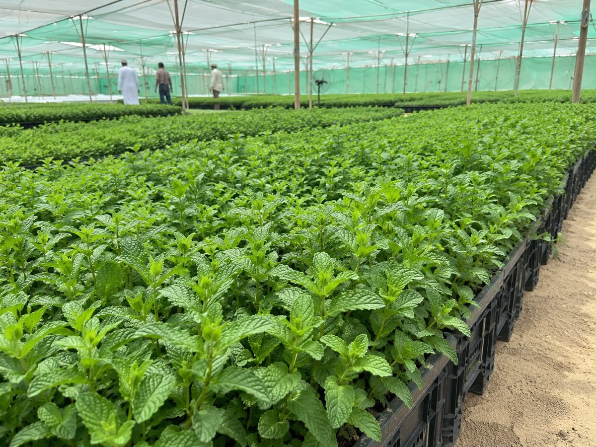 Mint in crates, ready to cut