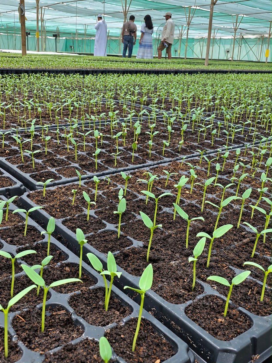 Cucurbit seedlings in propagation trays