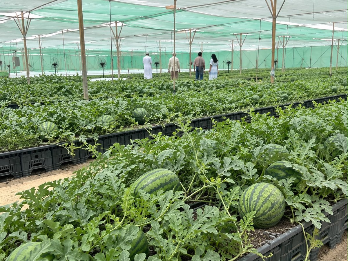 Watermelons ripening on the vine under the shade house