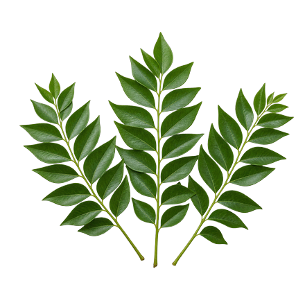 Curry Leaves